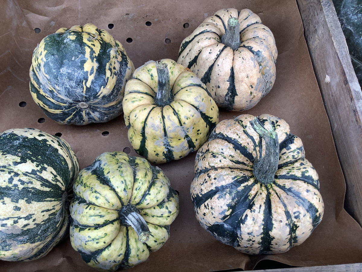 Pompoen delicata