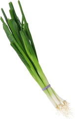 Bosui groen kaartje