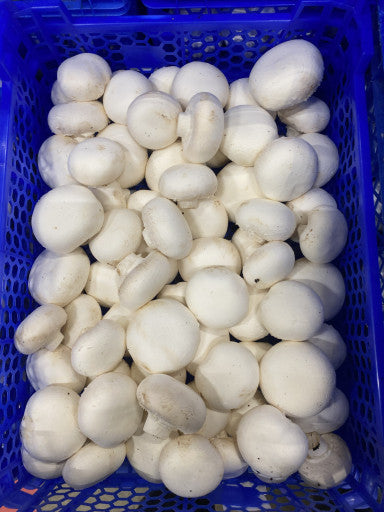 Champignon wit