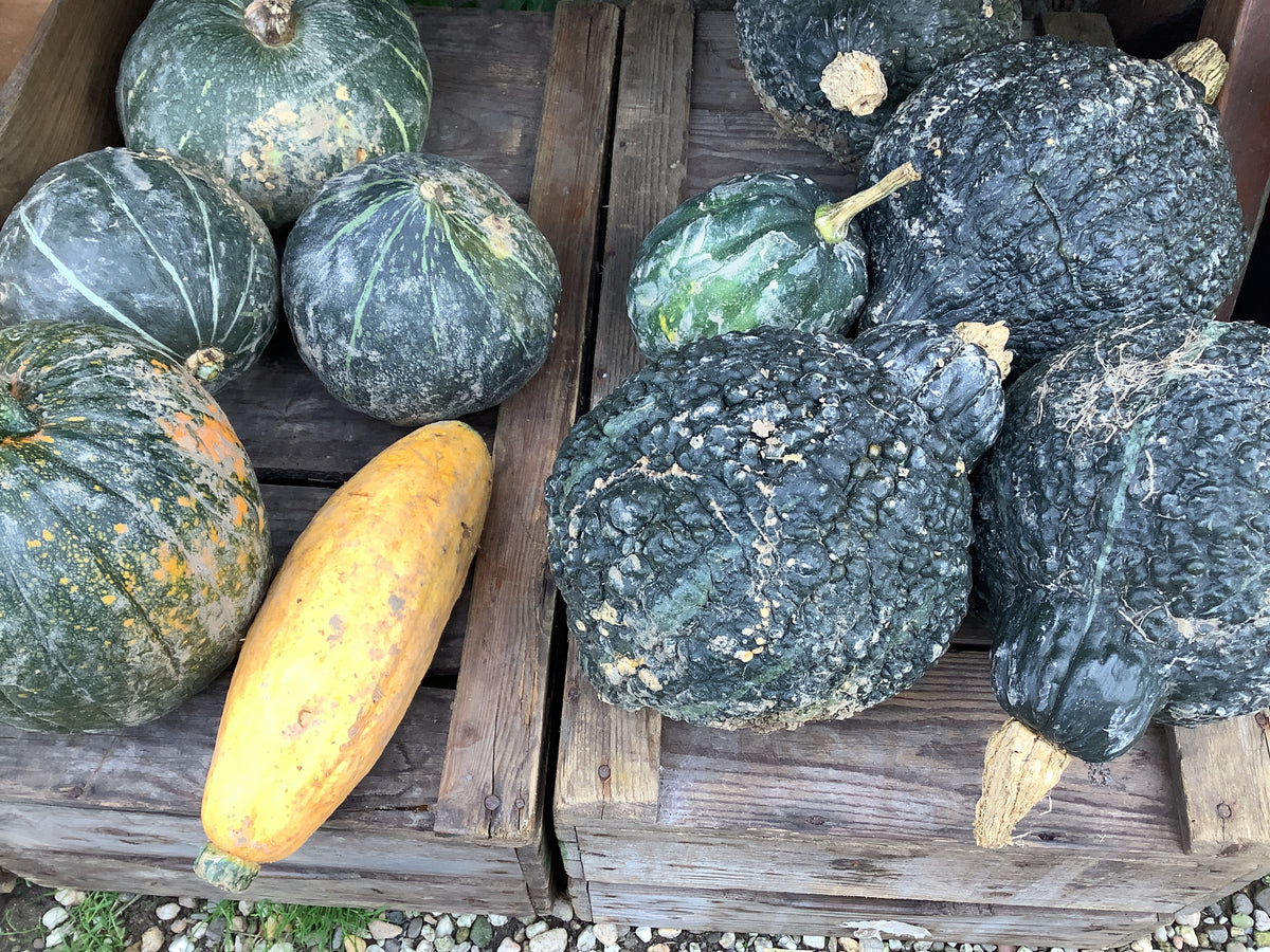 Pompoen diverse
