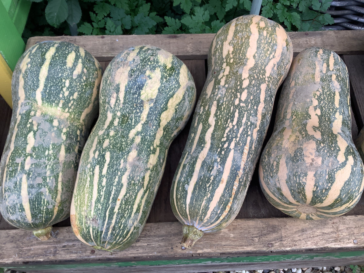 Butternut pompoen onbespoten regio
